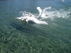 Битва лебедей, Охридское озеро