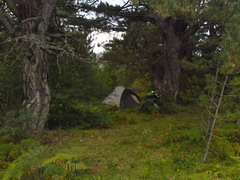 Лагерь под древними соснами на склоне горы